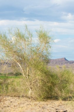  Bozkır yaz. Turgai kapısı. Turgai Kaydet. Milli Parkı 