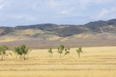 Woodless, zavallı nemi ve genellikle düz ile kuru iklim bölgesinde otsu bitki örtüsü bozkır. çayır, veld, veldt
