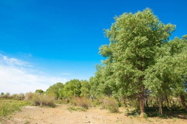 bozkır, çayır, veldt, veld. Bahar Orta Asya. Kazakistan. Turanga kavak. Euphrates kavak