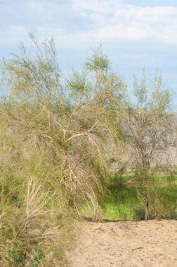  Bozkır yaz. Turgai kapısı. Turgai Kaydet. Milli Parkı 