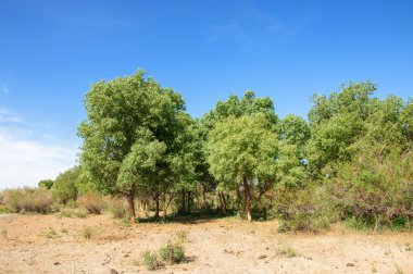 bozkır, çayır, veldt, veld. Bahar Orta Asya. Kazakistan. Turanga kavak. Euphrates kavak