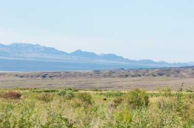  Bozkır yaz. Turgai kapısı. Turgai Kaydet. Milli Parkı 