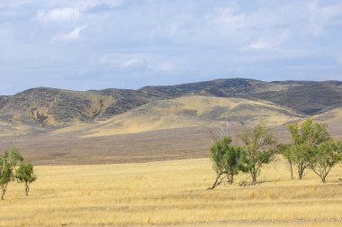 Woodless, zavallı nemi ve genellikle düz ile kuru iklim bölgesinde otsu bitki örtüsü bozkır. çayır, veld, veldt