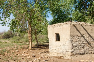bozkır, çayır, veldt, veld. Bahar Orta Asya. Kazakistan. Turanga kavak. Euphrates kavak. terk edilmiş çamur kulübeleri
