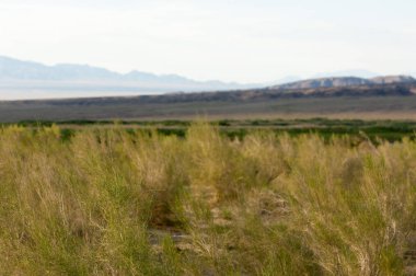  Bozkır yaz. Turgai kapısı. Turgai Kaydet. Milli Parkı 