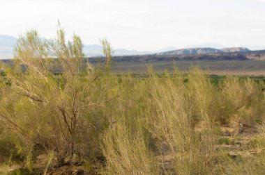  Bozkır yaz. Turgai kapısı. Turgai Kaydet. Milli Parkı 