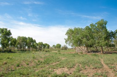 bozkır, çayır, veldt, veld. Bahar Orta Asya. Kazakistan. Turanga kavak. Euphrates kavak