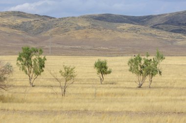 Woodless, zavallı nemi ve genellikle düz ile kuru iklim bölgesinde otsu bitki örtüsü bozkır. çayır, veld, veldt