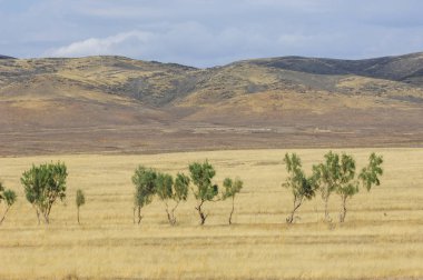 Woodless, zavallı nemi ve genellikle düz ile kuru iklim bölgesinde otsu bitki örtüsü bozkır. çayır, veld, veldt