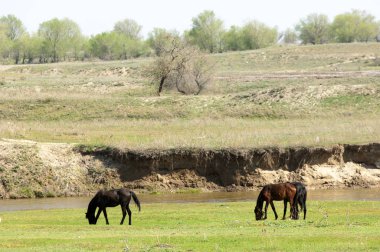 Bozkır, çayır, veld, veldt. Parlak güneş ışığı, çölün ortasında bahar. Nehir kenarında otlayan atlar