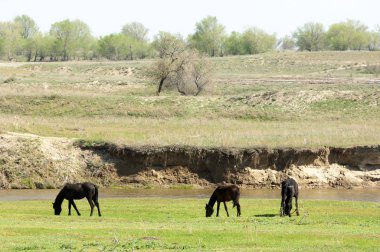 Bozkır, çayır, veld, veldt. Parlak güneş ışığı, çölün ortasında bahar. Nehir kenarında otlayan atlar