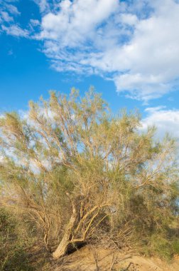  Bozkır yaz. Turgai kapısı. Turgai Kaydet. Milli Parkı 
