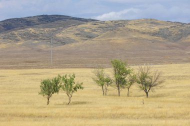 Woodless, zavallı nemi ve genellikle düz ile kuru iklim bölgesinde otsu bitki örtüsü bozkır. çayır, veld, veldt