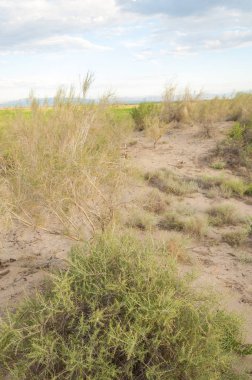  Bozkır yaz. Turgai kapısı. Turgai Kaydet. Milli Parkı 