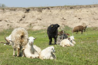  Nehir kenarında koyun otlatma keçi. Keçi ve koyun sıyrık suya yakın bir plato üzerinde duydum. 
