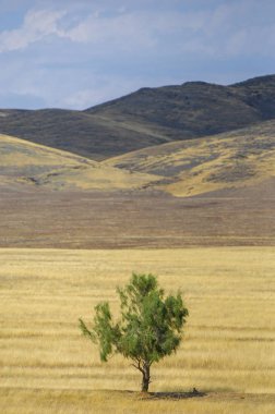 Woodless, zavallı nemi ve genellikle düz ile kuru iklim bölgesinde otsu bitki örtüsü bozkır. çayır, veld, veldt