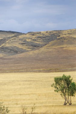 Woodless, zavallı nemi ve genellikle düz ile kuru iklim bölgesinde otsu bitki örtüsü bozkır. çayır, veld, veldt
