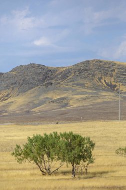 Woodless, zavallı nemi ve genellikle düz ile kuru iklim bölgesinde otsu bitki örtüsü bozkır. çayır, veld, veldt