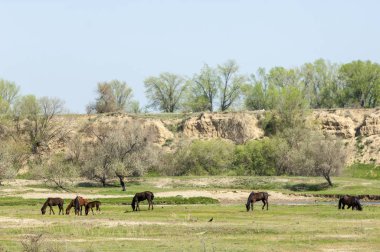 Bozkır, çayır, veld, veldt. Parlak güneş ışığı, çölün ortasında bahar. Nehir kenarında otlayan atlar