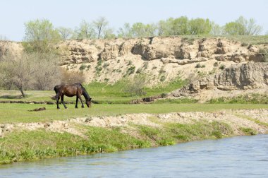 Bozkır, çayır, veld, veldt. Parlak güneş ışığı, çölün ortasında bahar. Nehir kenarında otlayan atlar