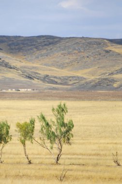 Woodless, zavallı nemi ve genellikle düz ile kuru iklim bölgesinde otsu bitki örtüsü bozkır. çayır, veld, veldt