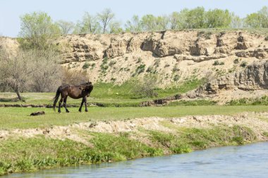 Bozkır, çayır, veld, veldt. Parlak güneş ışığı, çölün ortasında bahar. Nehir kenarında otlayan atlar