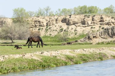 Bozkır, çayır, veld, veldt. Parlak güneş ışığı, çölün ortasında bahar. Nehir kenarında otlayan atlar