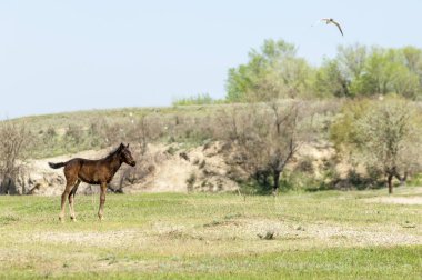 Bozkır, çayır, veld, veldt. Parlak güneş ışığı, çölün ortasında bahar. Nehir kenarında otlayan atlar