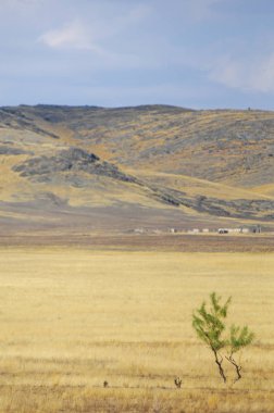 Woodless, zavallı nemi ve genellikle düz ile kuru iklim bölgesinde otsu bitki örtüsü bozkır. çayır, veld, veldt