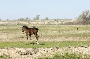 Bozkır, çayır, veld, veldt. Parlak güneş ışığı, çölün ortasında bahar. Nehir kenarında otlayan atlar