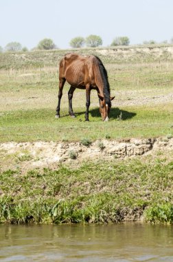 Bozkır, çayır, veld, veldt. Parlak güneş ışığı, çölün ortasında bahar. Nehir kenarında otlayan atlar