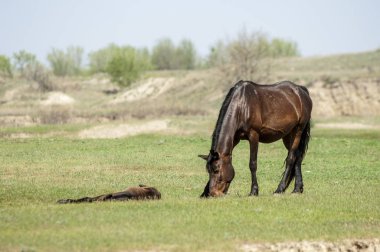 Bozkır, çayır, veld, veldt. Parlak güneş ışığı, çölün ortasında bahar. Nehir kenarında otlayan atlar