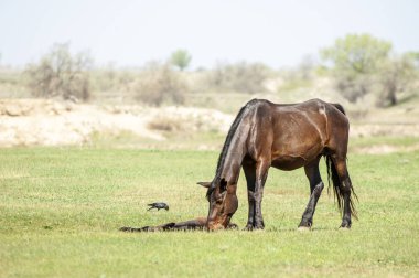 Bozkır, çayır, veld, veldt. Parlak güneş ışığı, çölün ortasında bahar. Nehir kenarında otlayan atlar