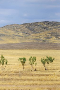 Woodless, zavallı nemi ve genellikle düz ile kuru iklim bölgesinde otsu bitki örtüsü bozkır. çayır, veld, veldt