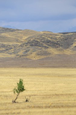 Woodless, zavallı nemi ve genellikle düz ile kuru iklim bölgesinde otsu bitki örtüsü bozkır. çayır, veld, veldt