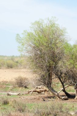 bozkır, çayır, veldt, veld. Bahar Orta Asya. Kazakistan. Turanga kavak. Euphrates kavak