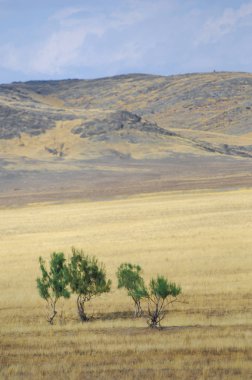 Woodless, zavallı nemi ve genellikle düz ile kuru iklim bölgesinde otsu bitki örtüsü bozkır. çayır, veld, veldt
