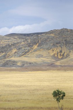 Woodless, zavallı nemi ve genellikle düz ile kuru iklim bölgesinde otsu bitki örtüsü bozkır. çayır, veld, veldt