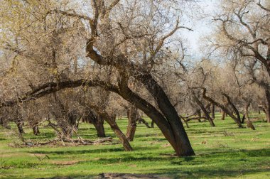 bozkır, çayır, veldt, veld. Bahar Orta Asya. Kazakistan. Turanga kavak. Euphrates kavak