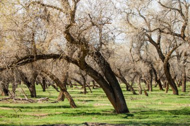 bozkır, çayır, veldt, veld. Bahar Orta Asya. Kazakistan. Turanga kavak. Euphrates kavak