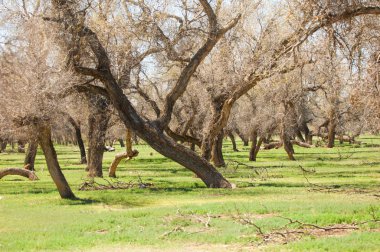 bozkır, çayır, veldt, veld. Bahar Orta Asya. Kazakistan. Turanga kavak. Euphrates kavak