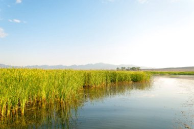  Bozkır yaz. Turgai kapısı. Turgai Kaydet. Milli Parkı 