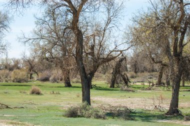 bozkır, çayır, veldt, veld. Bahar Orta Asya. Kazakistan. Turanga kavak. Euphrates kavak
