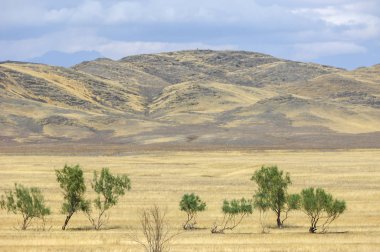 Woodless, zavallı nemi ve genellikle düz ile kuru iklim bölgesinde otsu bitki örtüsü bozkır. çayır, veld, veldt