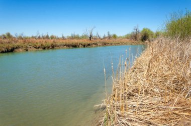 Bozkır nehir sazlık yaz. nehir görünümünde kez izlendi. küçük mavi nehir kıyısında güneşli bir gün