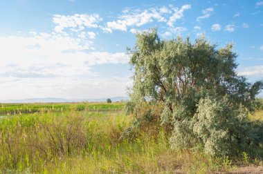  Bozkır yaz. Turgai kapısı. Turgai Kaydet. Milli Parkı 