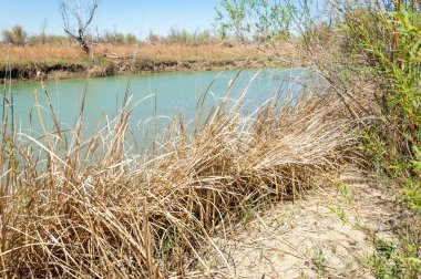 Bozkır nehir sazlık yaz. nehir görünümünde kez izlendi. küçük mavi nehir kıyısında güneşli bir gün