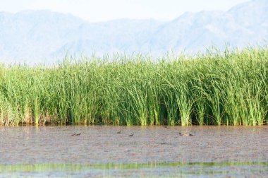  Bozkır yaz. Turgai kapısı. Turgai Kaydet. Milli Parkı 