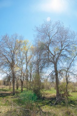bozkır, çayır, veldt, veld. Bahar Orta Asya. Kazakistan. Turanga kavak. Euphrates kavak