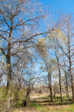 bozkır, çayır, veldt, veld. Bahar Orta Asya. Kazakistan. Turanga kavak. Euphrates kavak
